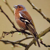 Vink_Fringilla-coelebs.jpg