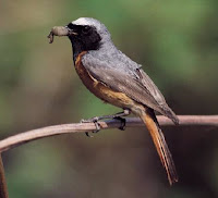 Gekraagde_Roodstaart_Phoenicurus-phoenicurus.jpg