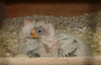 DSCF0028.JPG