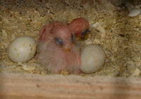 DSCF0017.JPG