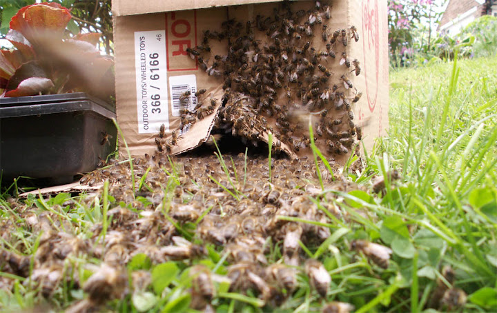 bee-box