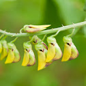 Crotalaria