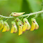 Crotalaria