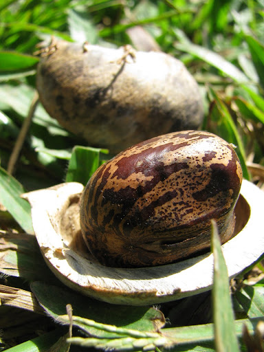 Semente da Seringueira. Minist�rio da Agricultura em Porto Velho, Rond�nia