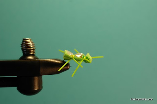 small green ant