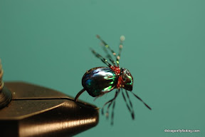 Foam Beetle