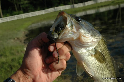 mouse eating bass, new york