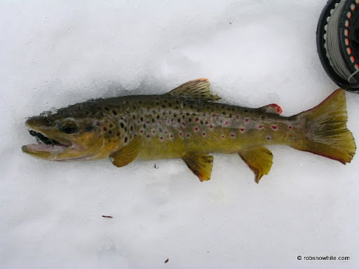 big hunting creek brown