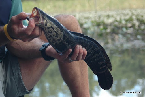 potomac river snakehead