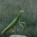 Praying mantis
