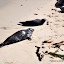DSC_533.JPG
