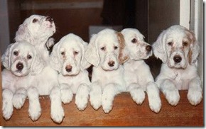 six_puppies02