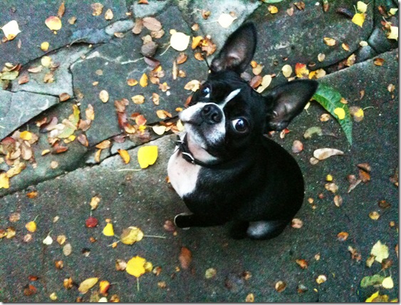 bunny w leaves