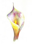 Ethiopian Calla Lily Ethiopian Calla Lily
