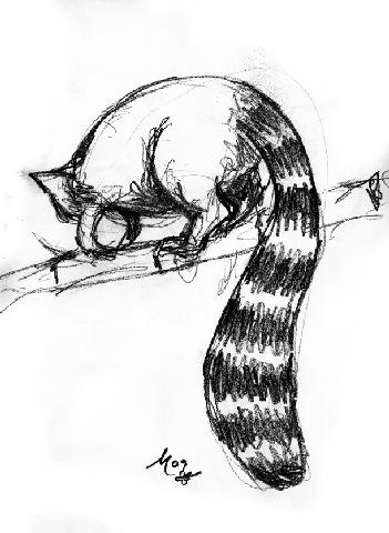 [Ring-tailed_lemur[4].jpg]
