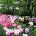 Tulips