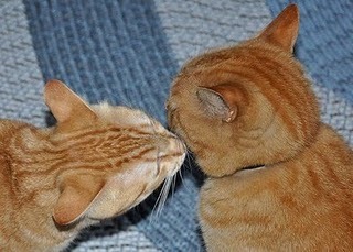 [beso de gatos (11)[2].jpg]