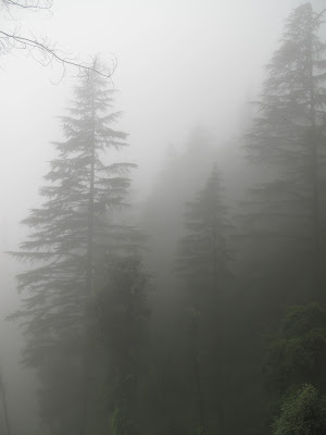 View of Pine trees from the balcony