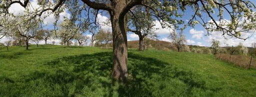 bloesem boom