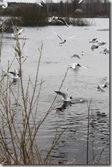 IMG_4602 IMG_4602