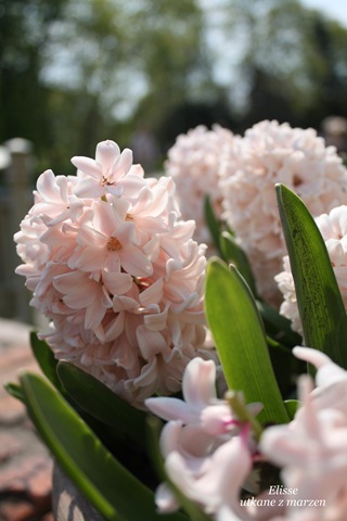 [IMG_143313.jpg]