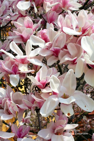 [IMG_141513.jpg]