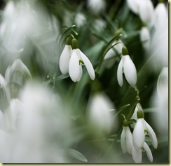 snowdrops