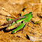 Green-striped Grasshopper