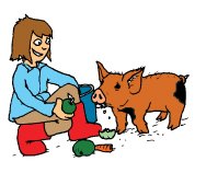 pigs