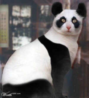 a panda cat