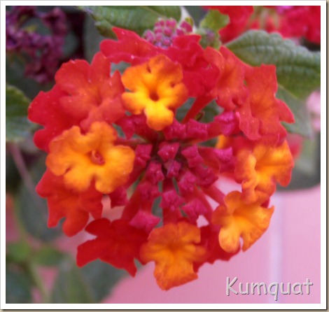 lantana 1