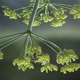 Umbel