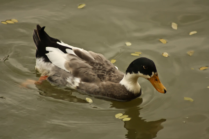 Duck Duck