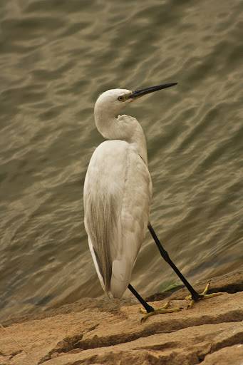 Egret Egret