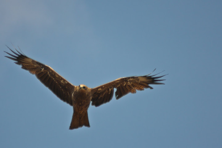 Black kite struggling in High wind