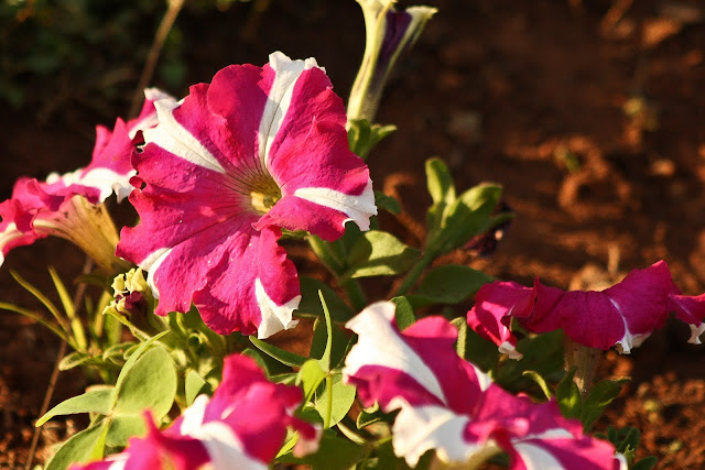 Colorful Flowers Colorful Flowers