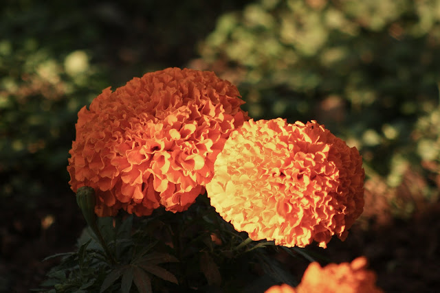 Marigold Marigold