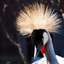 Grey Crowned Crane