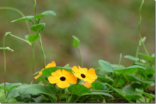 black-eyed_susan_vine1860a