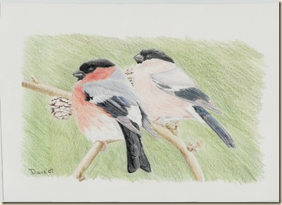 bullfinch-1 (2)
