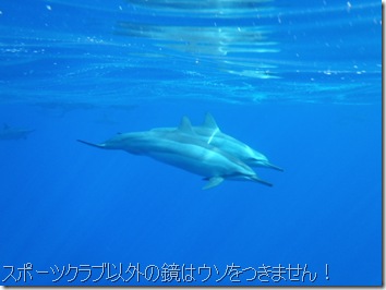 ハワイ島・イルカ・ドルフィン
