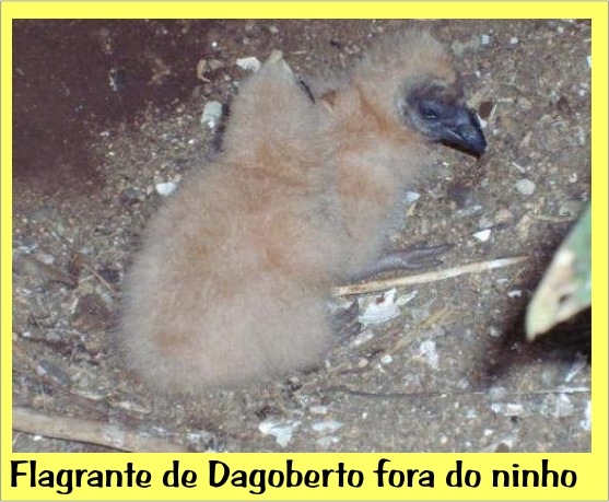 [Dagobertinho[5].jpg]