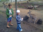  kangaroo