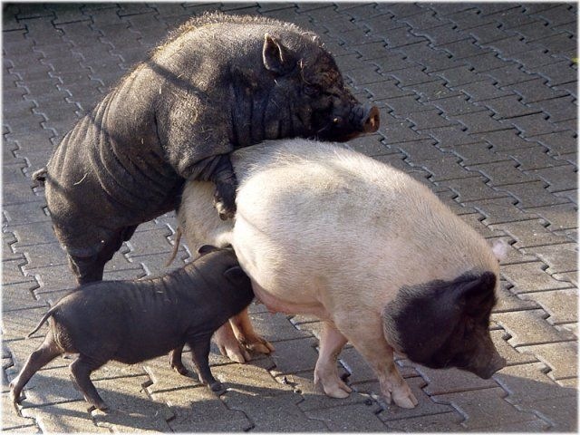 [animalsex29ef3[4].jpg]