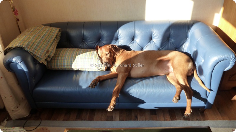 Bruno on sofa