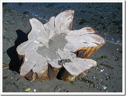 Point No Point: log washed up on the beach