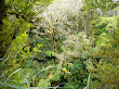 Selva