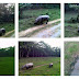 04216.jpg, Elephant Safari @ Chitwan, Nepal, Chitwan ~ 2009 Nepal Trip