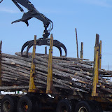 Forestry-Bunching