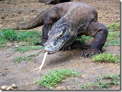 o_maior_lagarto_do_mundo_dragao_de_komodo1